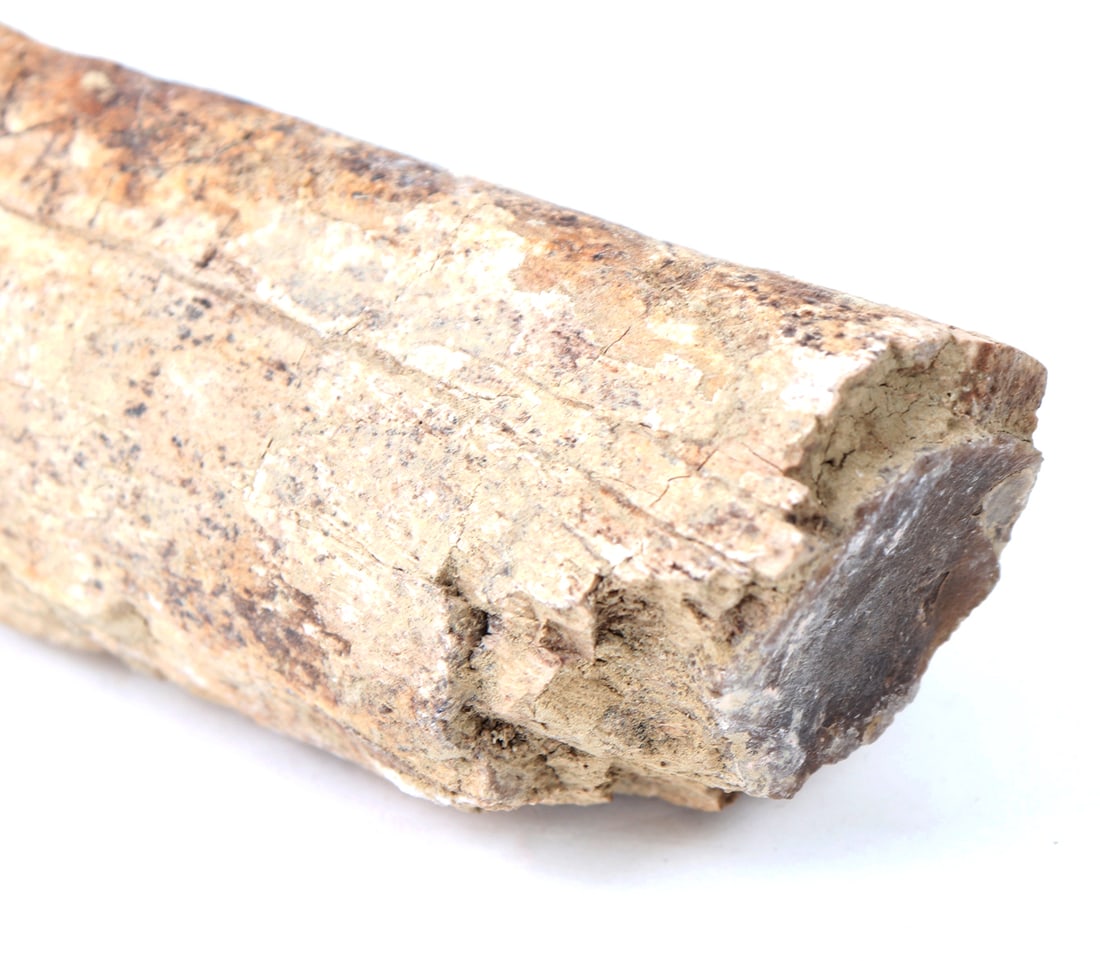 Ancient Fossilized Wood Branch Section - 6