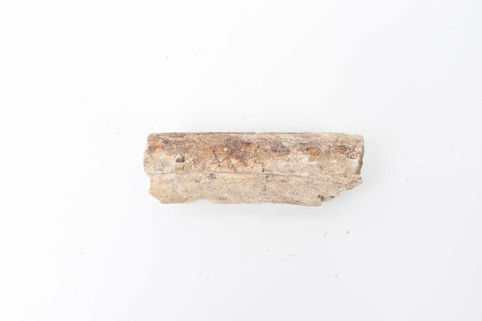 Ancient Fossilized Wood Branch Section - 8