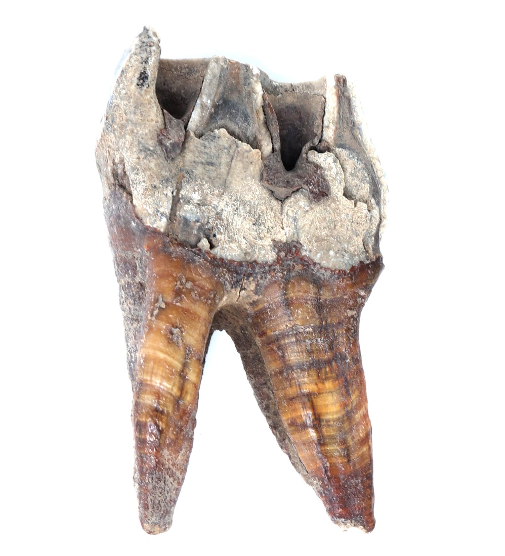 Fine Ancient Woolly Rhinoceros Tooth with Root: Handsome ancient Woolly Rhinoceros tooth with well preserved intact roots. Fossilized throughout with areas of glassiness. Size 3 3/4" L x 2 1/8" W