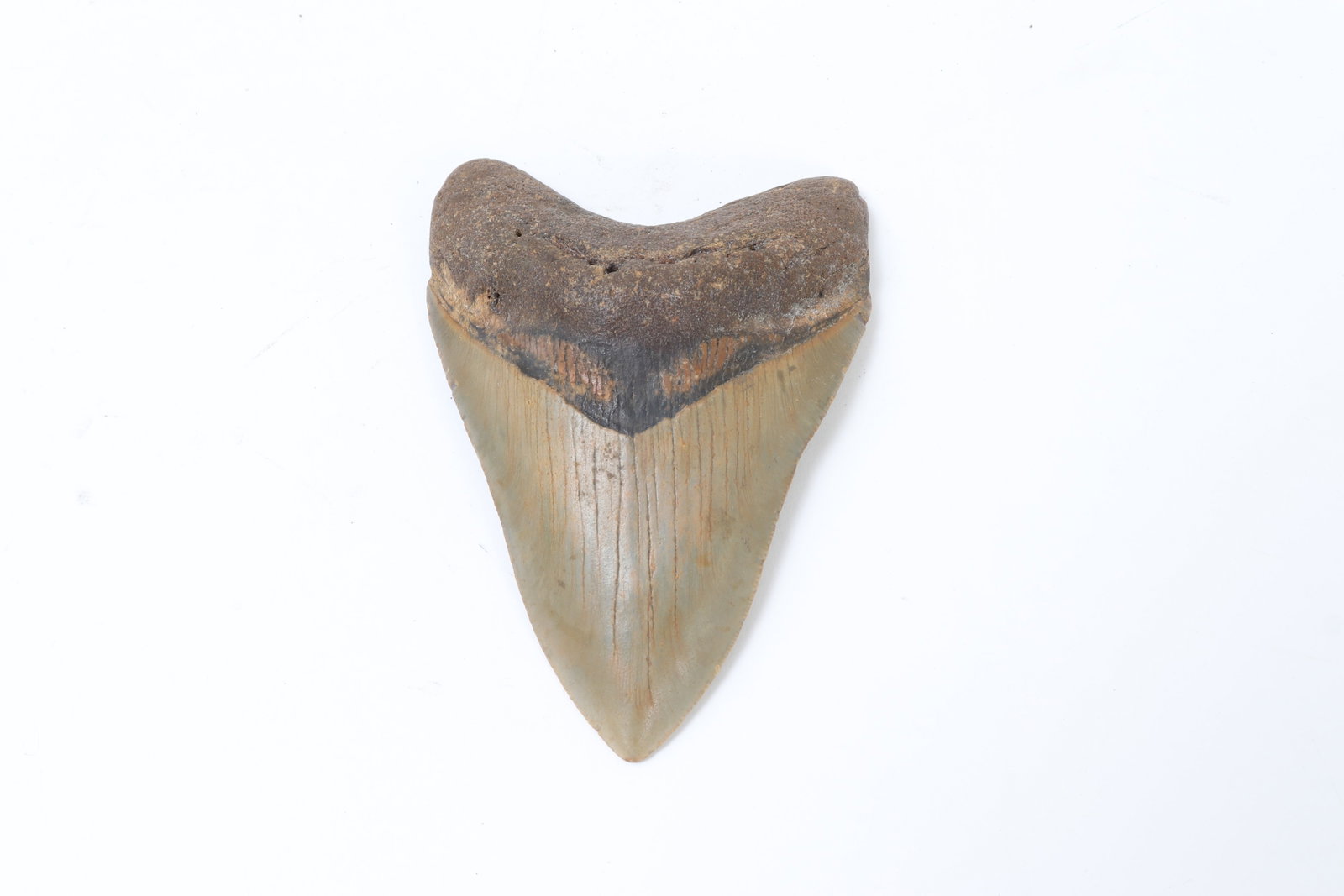 Excellent Fossilized Megalodon Shark Tooth: Megalodon Sharks lived approximately 15.9 to 2.6 million years ago. They grew up to 60-70 feet. This rare tooth is 4 1/4"