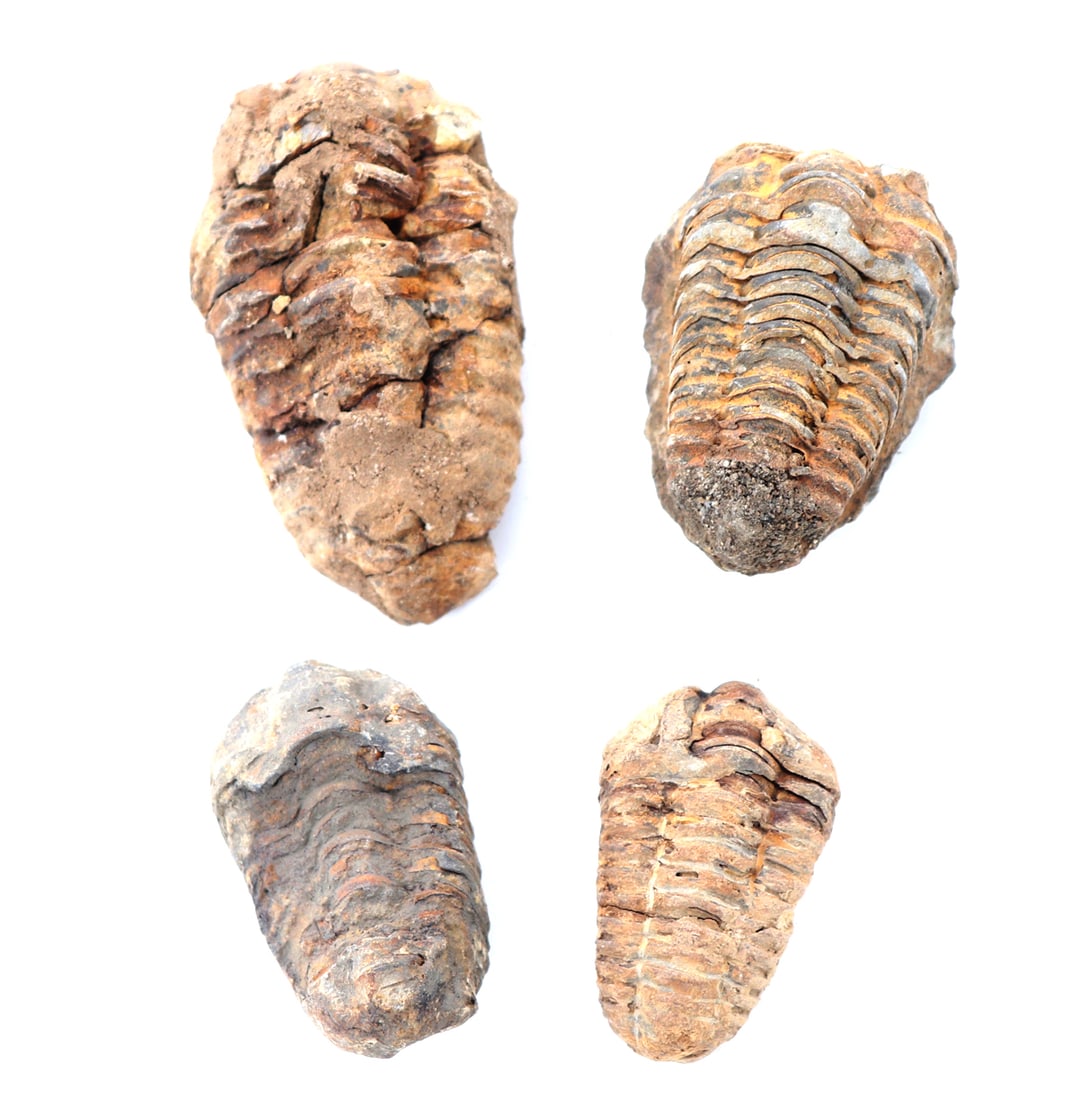 Group of Four Ancient Trilobite Fossils: Lovely group of ancient fossilized trilobites each in varying size and color, ranging from a tan earthen color to ash or volcanic grey. Size 2 3/4" L