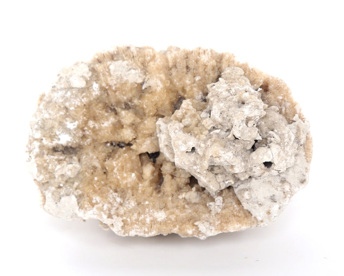 Beautiful Section of Raw Coral: White and beige colored coral with crystals glistening on the exterior in natural light. Size 5 1/2" W