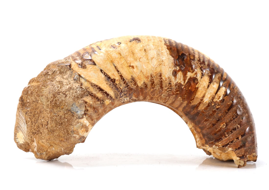 Ancient Fossilized Ammonite Section: Wonderfully preserved ancient ammonite section with original coiled ribs, earthen deposits throughout with inimitable iridescence. Size 6" L x 3 1/2" W x 2" H, weight 662g