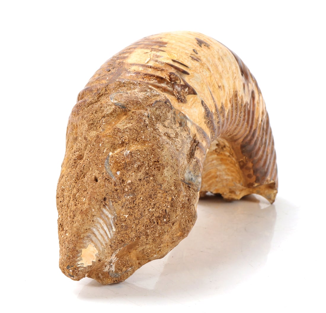 Ancient Fossilized Ammonite Section - 2