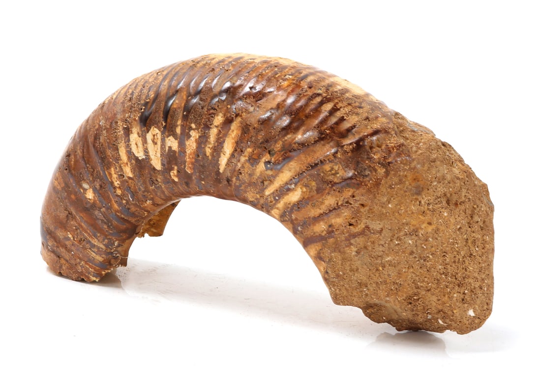 Ancient Fossilized Ammonite Section - 3