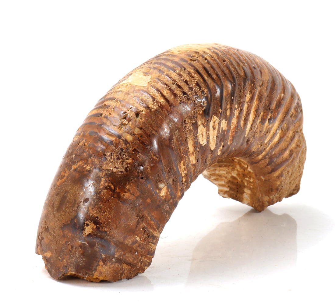 Ancient Fossilized Ammonite Section - 4