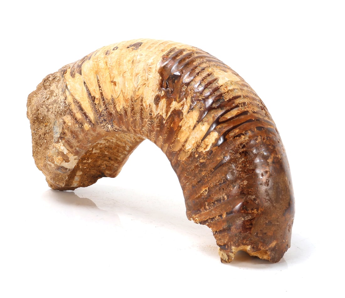 Ancient Fossilized Ammonite Section - 5