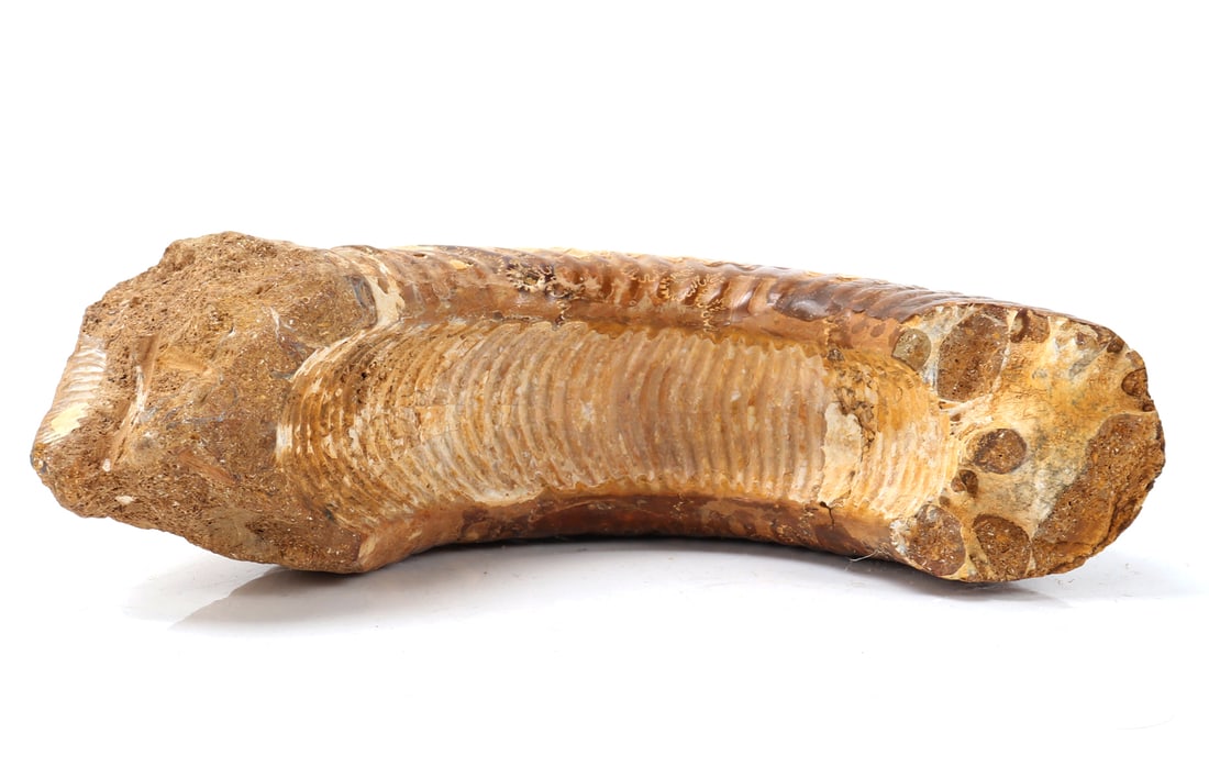 Ancient Fossilized Ammonite Section - 6