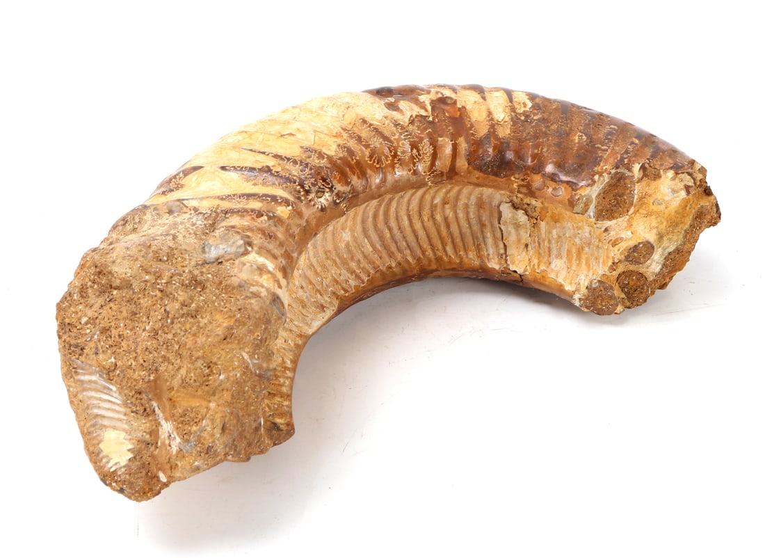 Ancient Fossilized Ammonite Section - 7