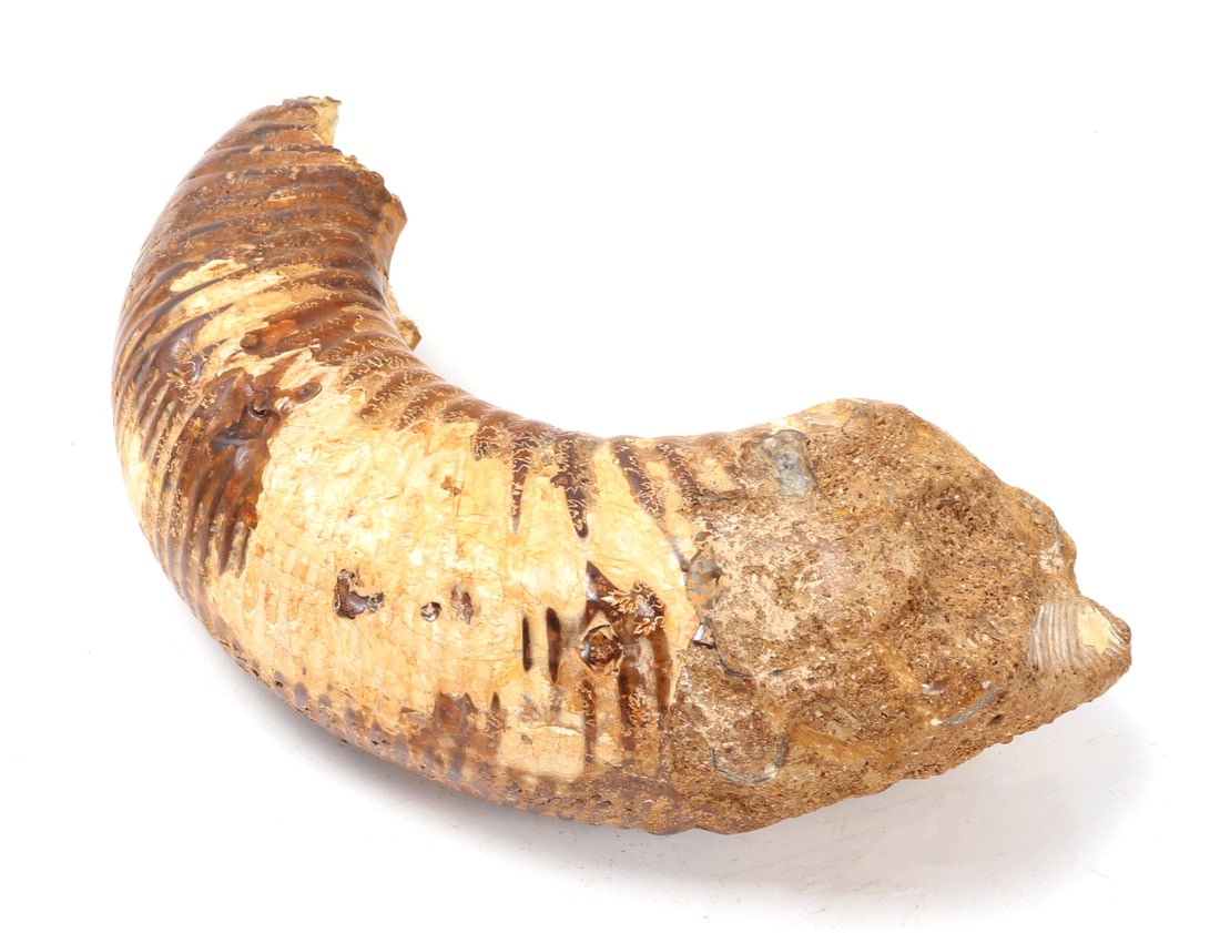 Ancient Fossilized Ammonite Section - 8