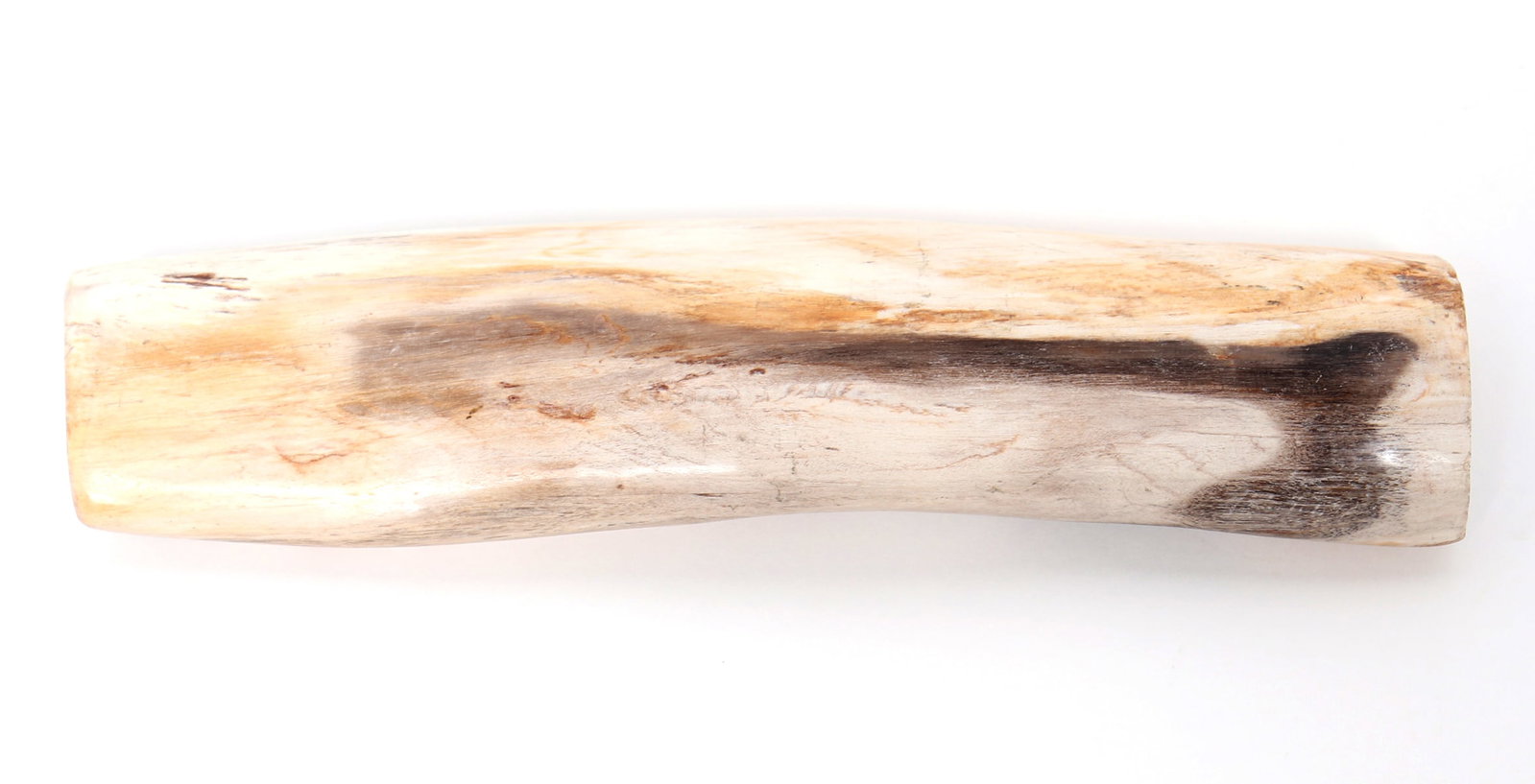 Lovely Section of Polished Petrified Wood: Lovely polished piece of petrified wood with cream, dark brown, and smoky grey coloring throughout from natural fossilization over time. Size 8 3/4" L, 2 1/8" W