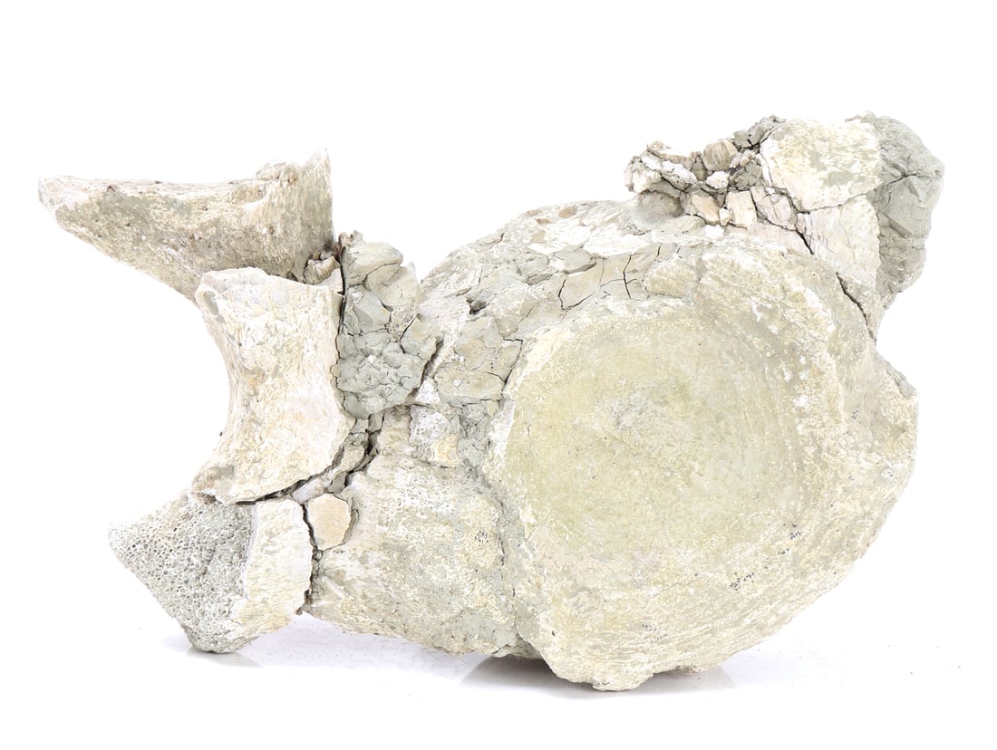 Ancient Dinosaur Bone Vertebra in Preserved Matrix: Ancient dinosaur bone section with areas of reconstruction when excavated. Main joint is well preserved throughout. Size 8" L x 6" W x 3" H, weight 3.2 pounds