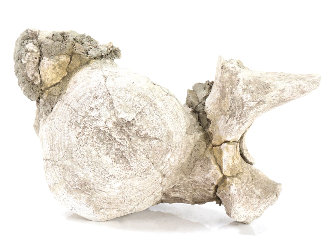 Ancient Dinosaur Bone Vertebra in Preserved Matrix - 2