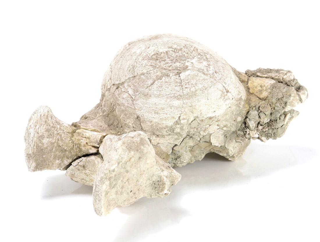 Ancient Dinosaur Bone Vertebra in Preserved Matrix - 3