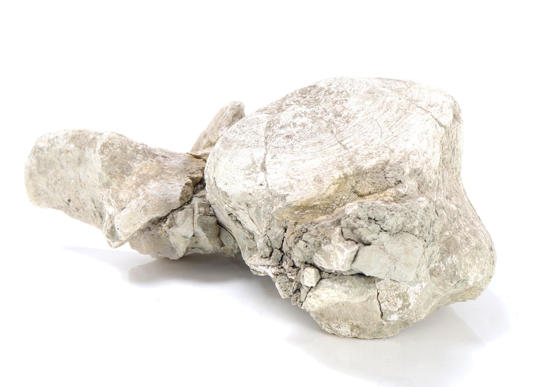 Ancient Dinosaur Bone Vertebra in Preserved Matrix - 4