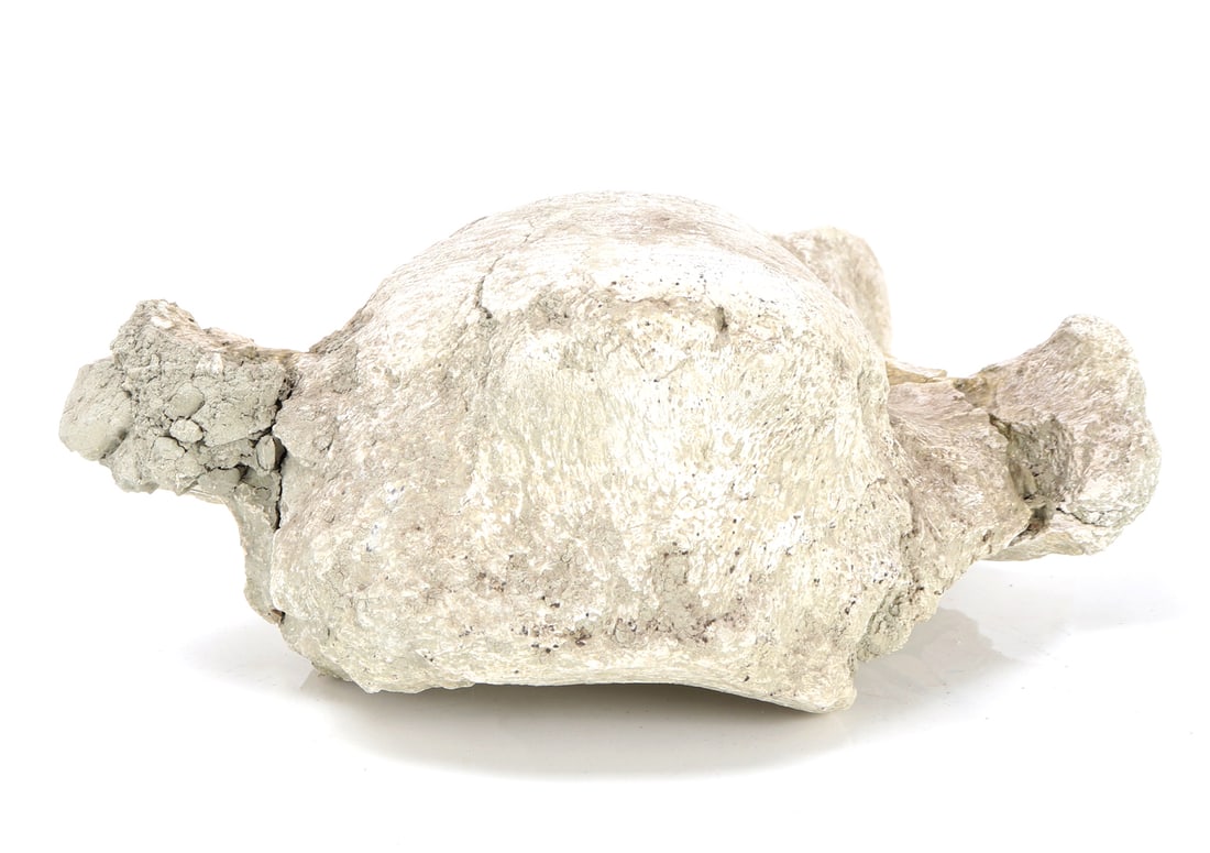 Ancient Dinosaur Bone Vertebra in Preserved Matrix - 5