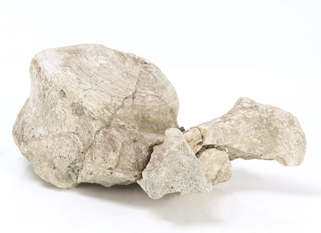 Ancient Dinosaur Bone Vertebra in Preserved Matrix - 6