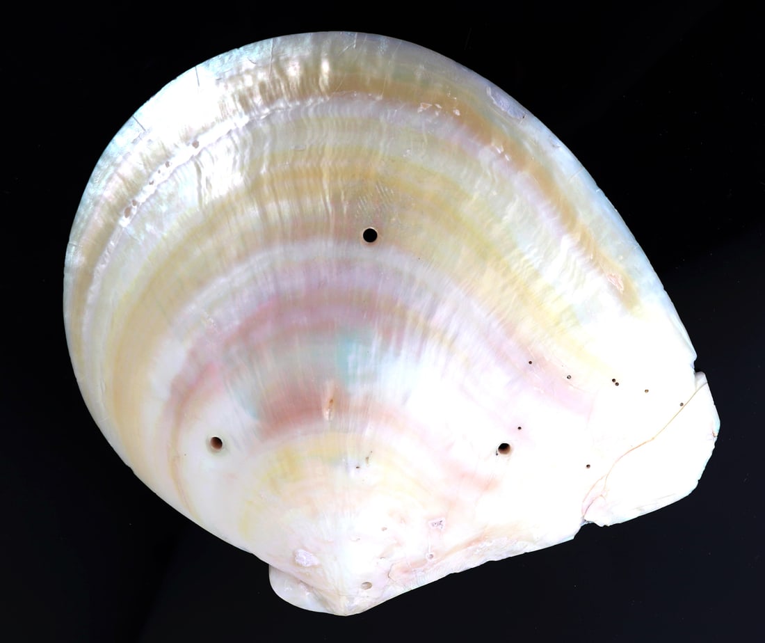 Intricately Carved Clam Shell - 3
