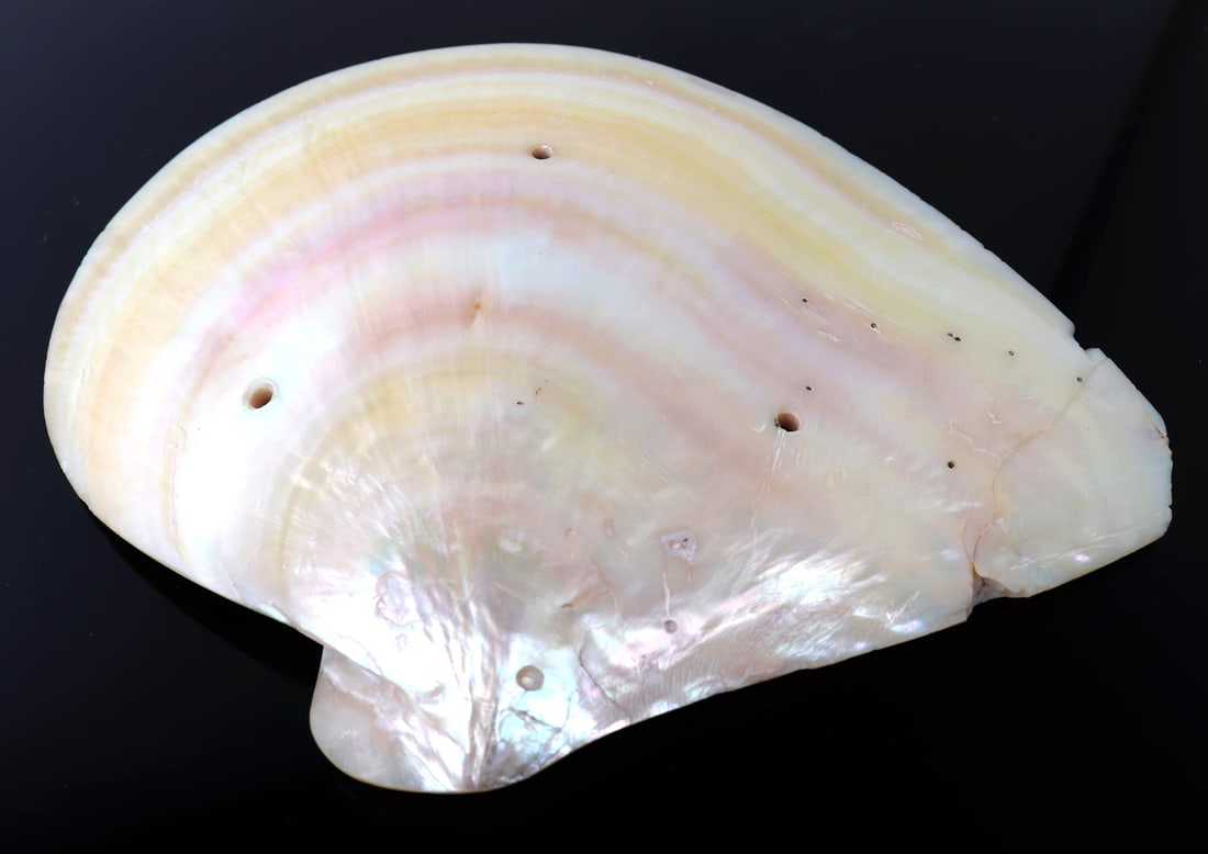 Intricately Carved Clam Shell - 4