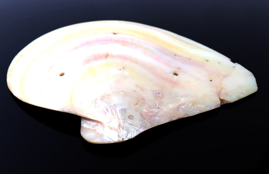 Intricately Carved Clam Shell - 5