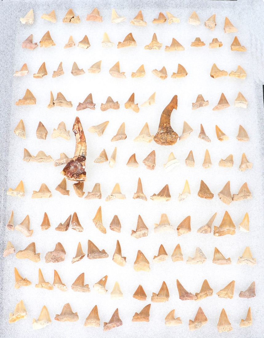 Fantastic Collection of Shark 110 Teeth: Wonderful collection of 110 various shape and age of shark teeth collected over decades and well preserved throughout.