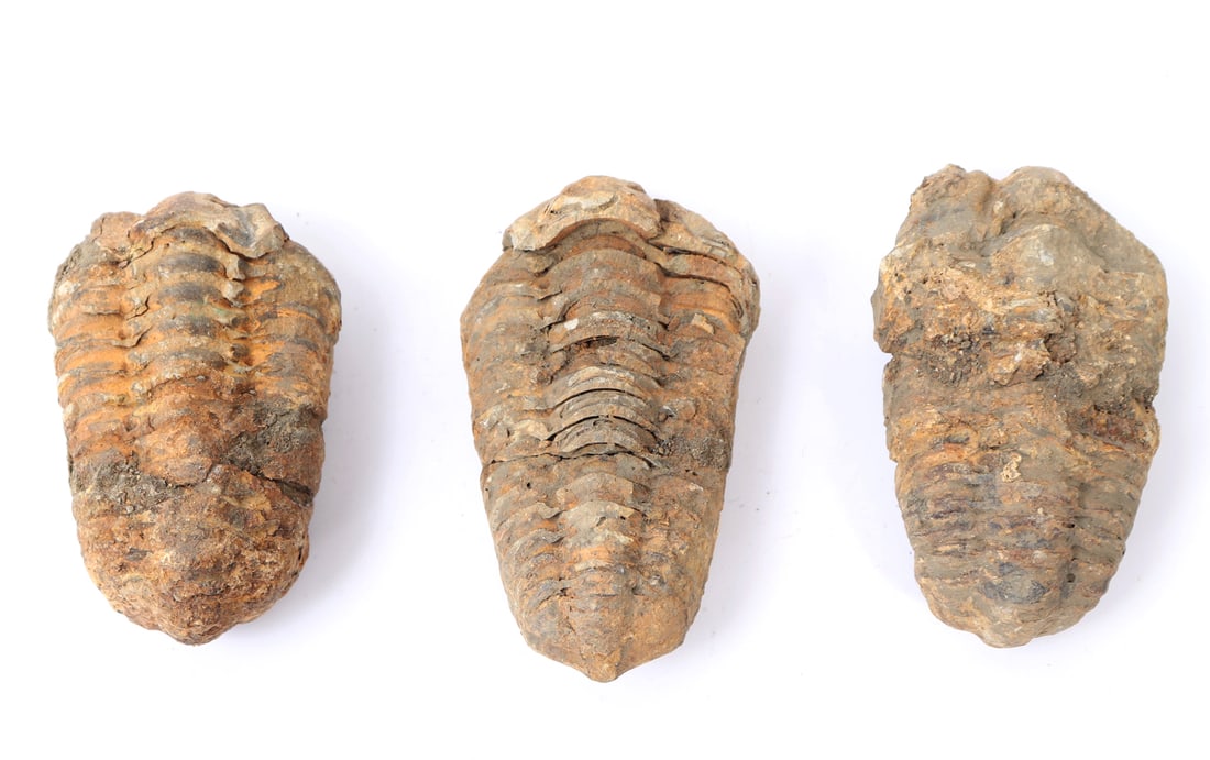 Three Ancient Trilobite Fossils: Circa 400 - 359 million years ago. Fine collection of three trilobite fossils. Intriguing ribbed bodies with deep ribbing. Trilobites are one of the earliest known groups of arthropods. Size 2" L x 1