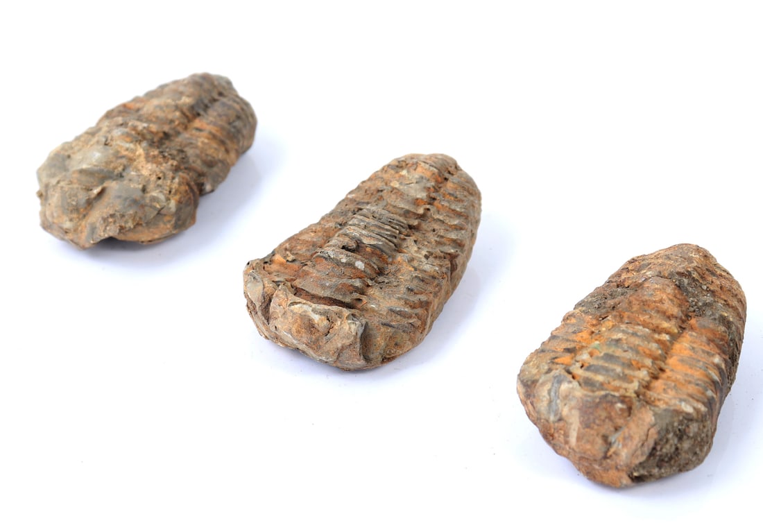 Three Ancient Trilobite Fossils - 2