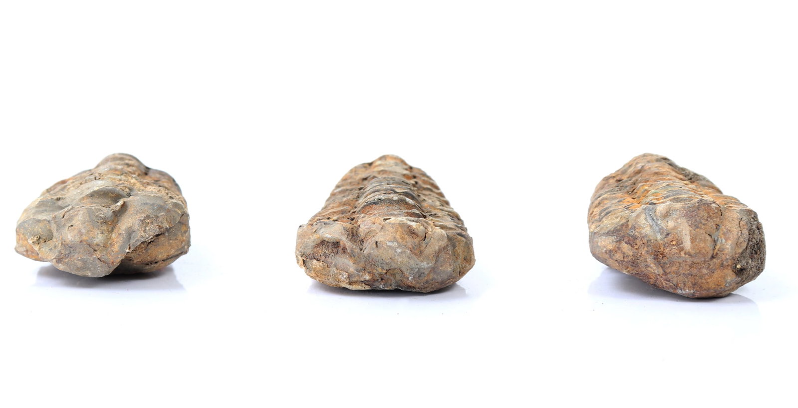 Three Ancient Trilobite Fossils - 3