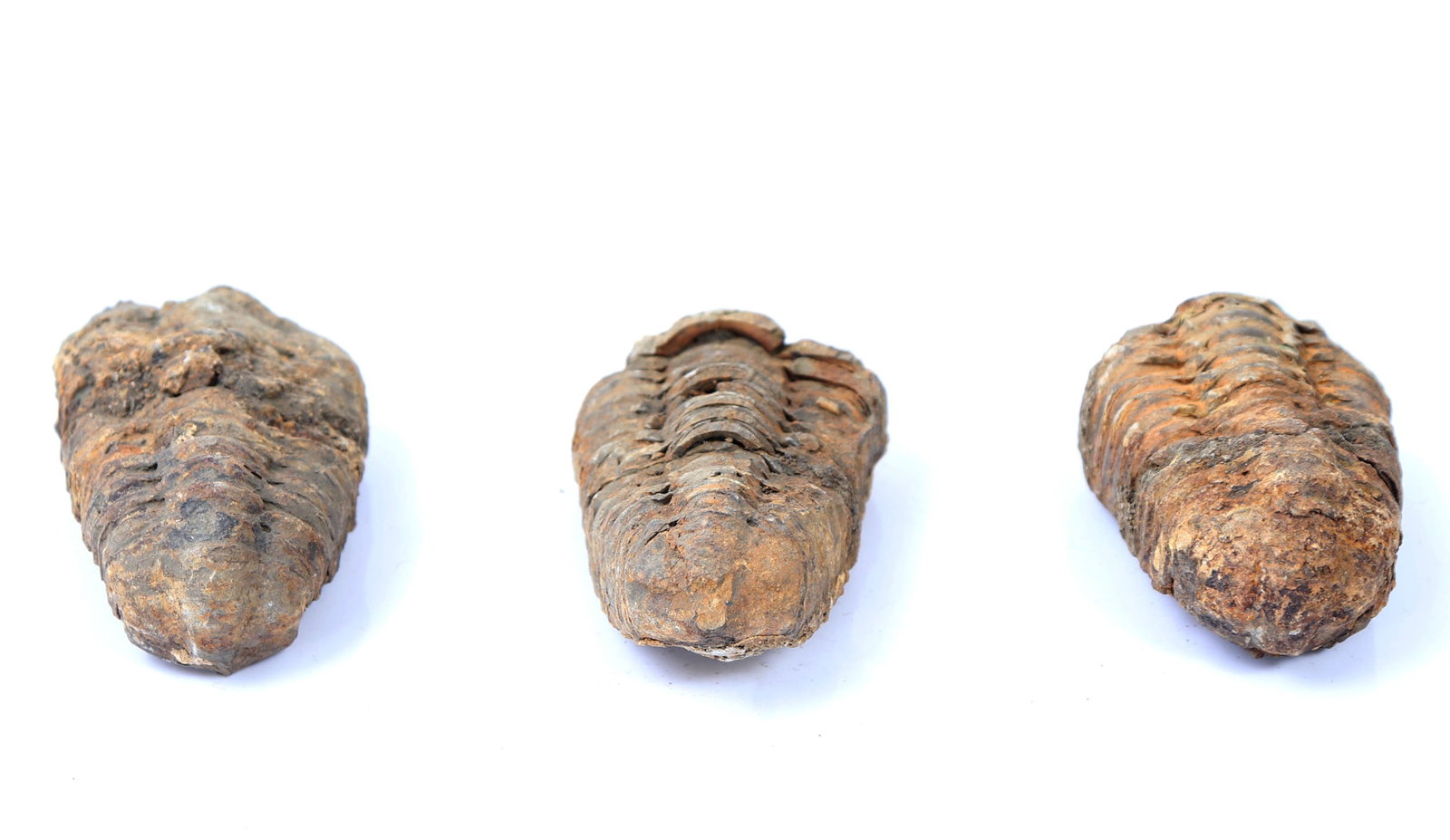 Three Ancient Trilobite Fossils - 4