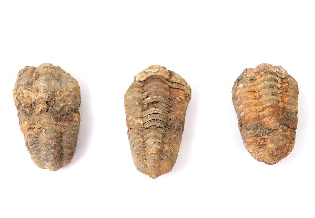 Three Ancient Trilobite Fossils - 5