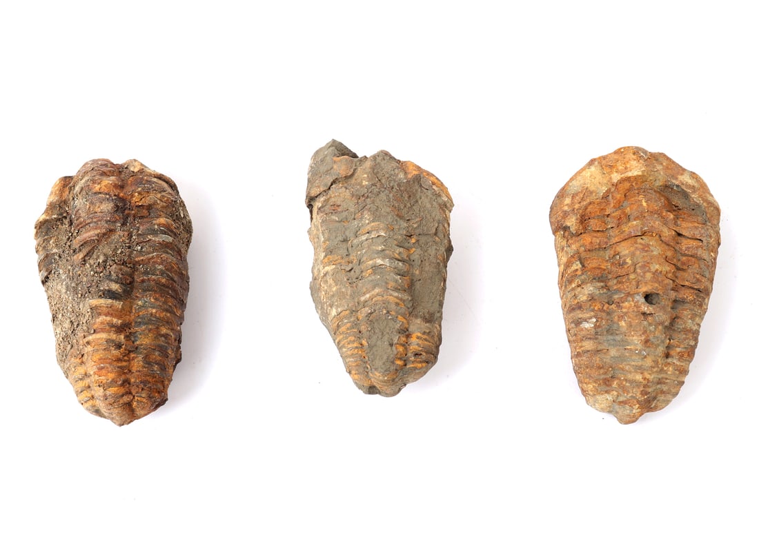 Wonderful Trio of Ancient Trilobites: Great group of ancient fossilized trilobites, each in a varying size and color ranging from light beige to volcanic grey. Each trilobite is well preserved with defensive ridges intact. Size 2" L x 1