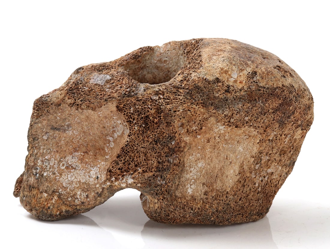 Well Preserved Ancient Woolly Mammoth Vertebra (1 of 8)