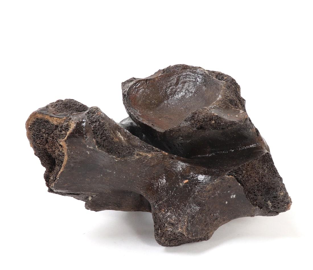 Ancient Fossilized Wooly Mammoth Bone: Wonderful ancient wooly mammoth bone section with incredible dark brown patina throughout. Appears to be a section of the spine with a joint ball. Size 5 1/8" L x 3 1/8"