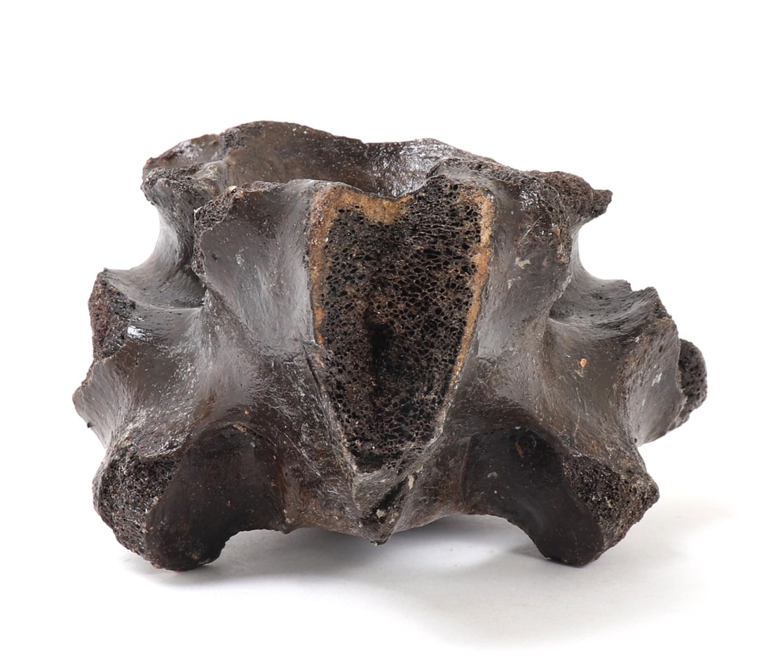 Ancient Fossilized Wooly Mammoth Bone - 2