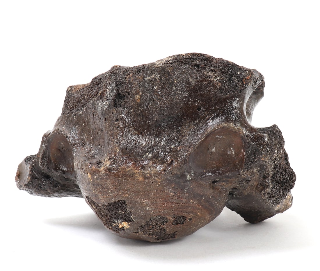 Ancient Fossilized Wooly Mammoth Bone - 4