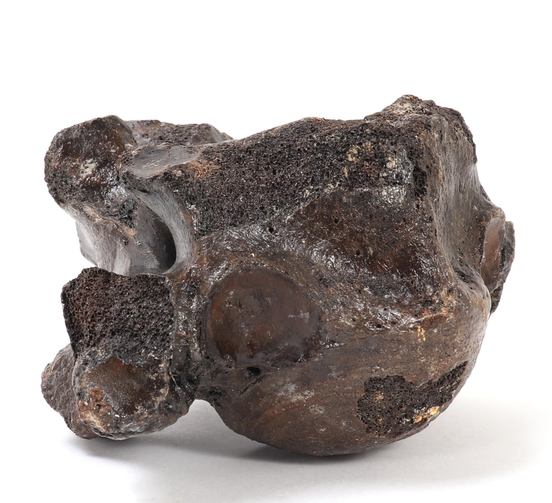 Ancient Fossilized Wooly Mammoth Bone - 5