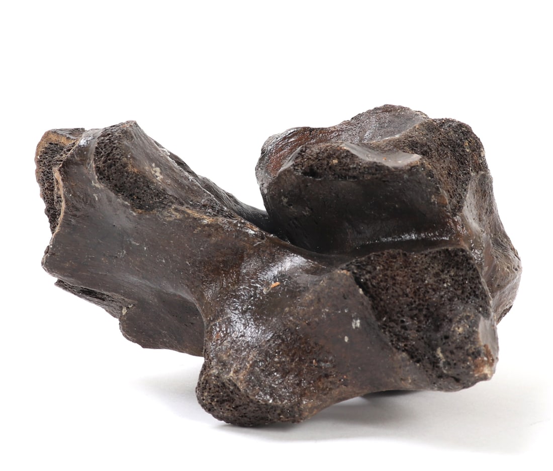 Ancient Fossilized Wooly Mammoth Bone - 6