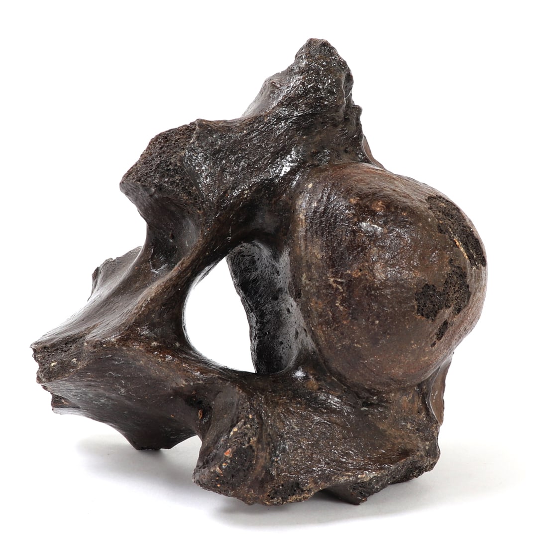 Ancient Fossilized Wooly Mammoth Bone - 7