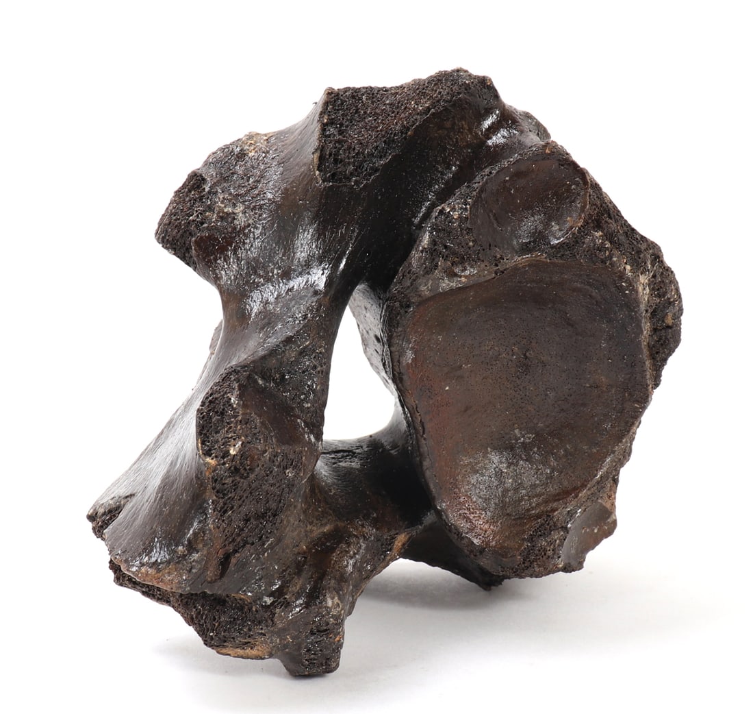 Ancient Fossilized Wooly Mammoth Bone - 8