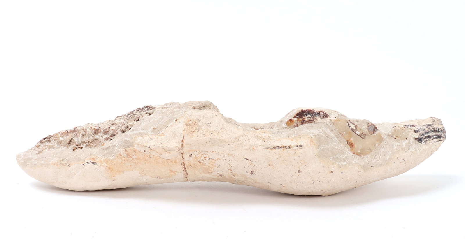 Ancient Fossilized Fish Section - 3