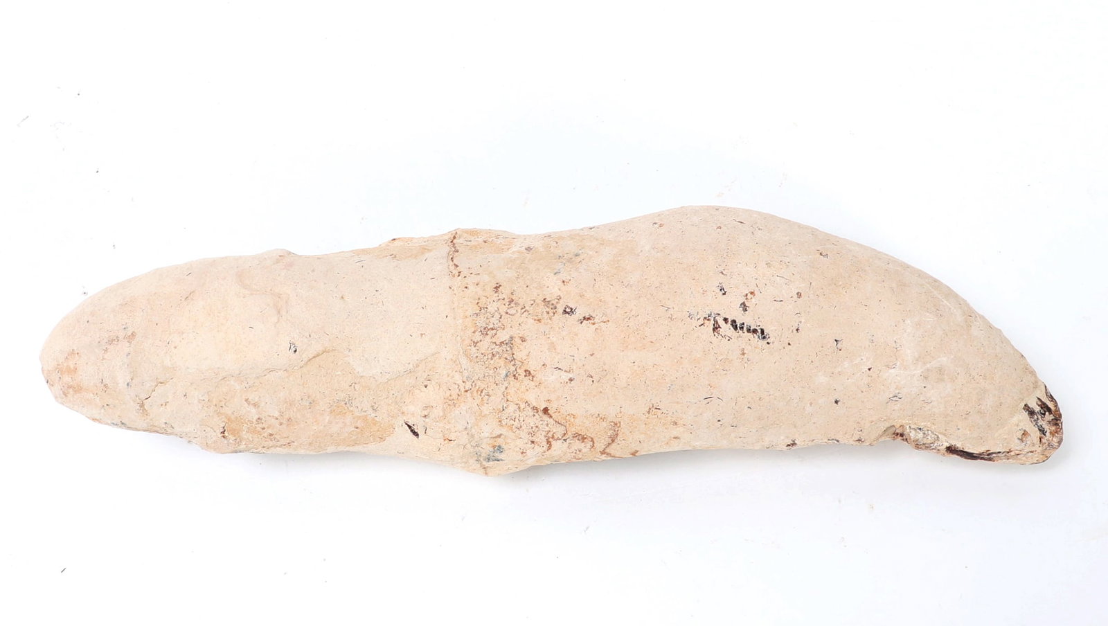 Ancient Fossilized Fish Section - 4