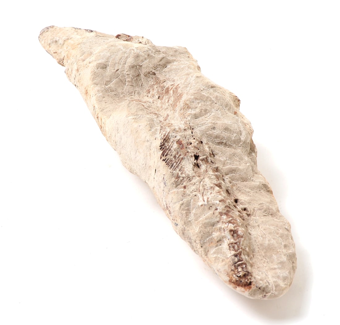 Ancient Fossilized Fish Section - 5