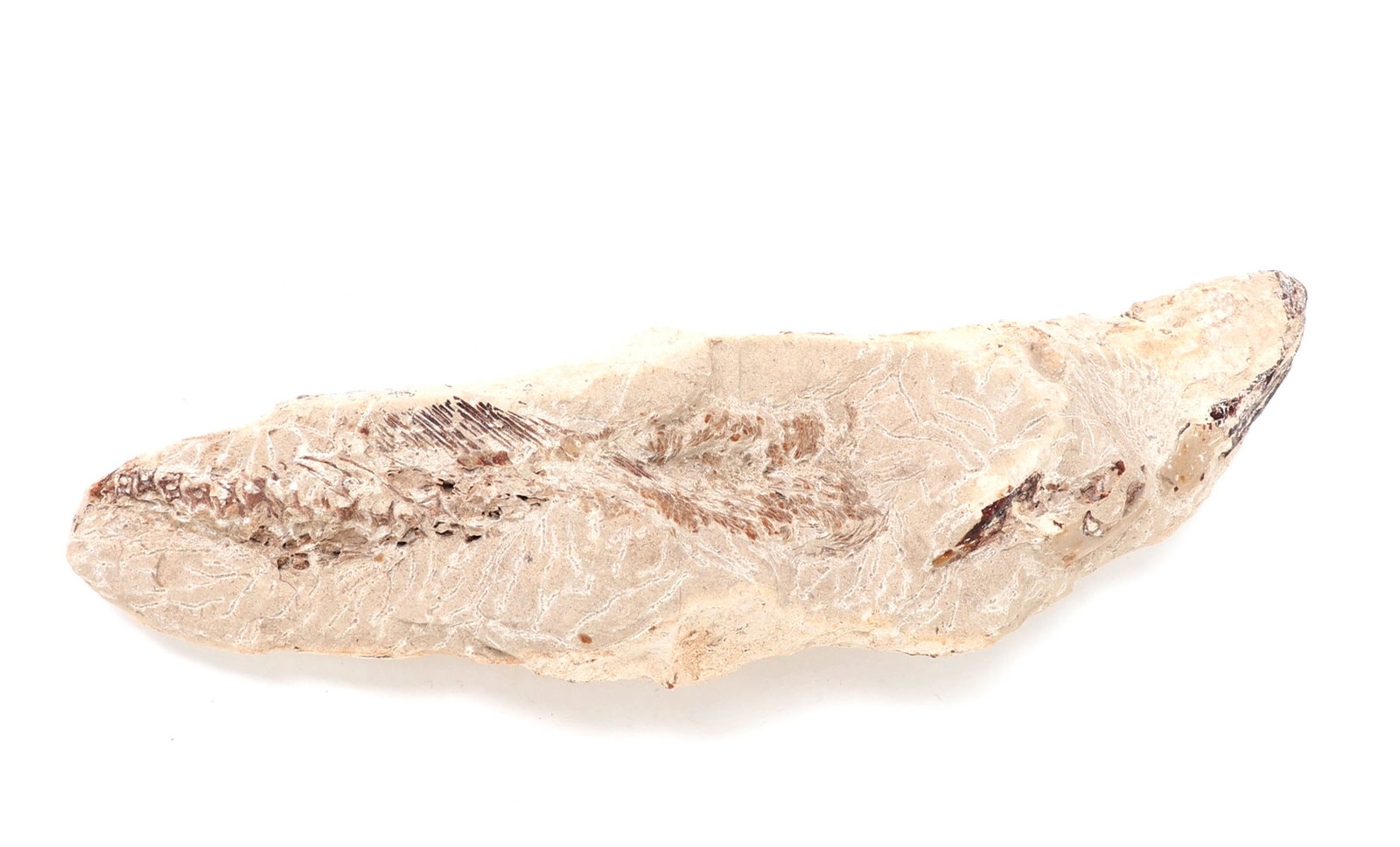 Ancient Fossilized Fish Section - 6