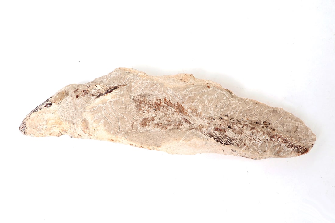 Ancient Fossilized Fish Section - 7
