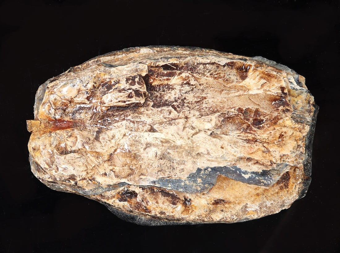 Large Slab of Wooly Mammoth Tooth Section (1 of 9)