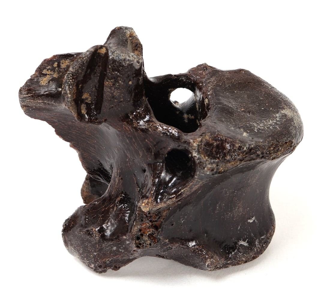 Wonderful Ancient Dinosaur Bone Section: Well preserved ancient dinosaur bone section with natural pitting throughout including natural earthen deposits. Likely from a young adult dinosaur based on the size. Size 2 1/2" W x 2 1/4" H