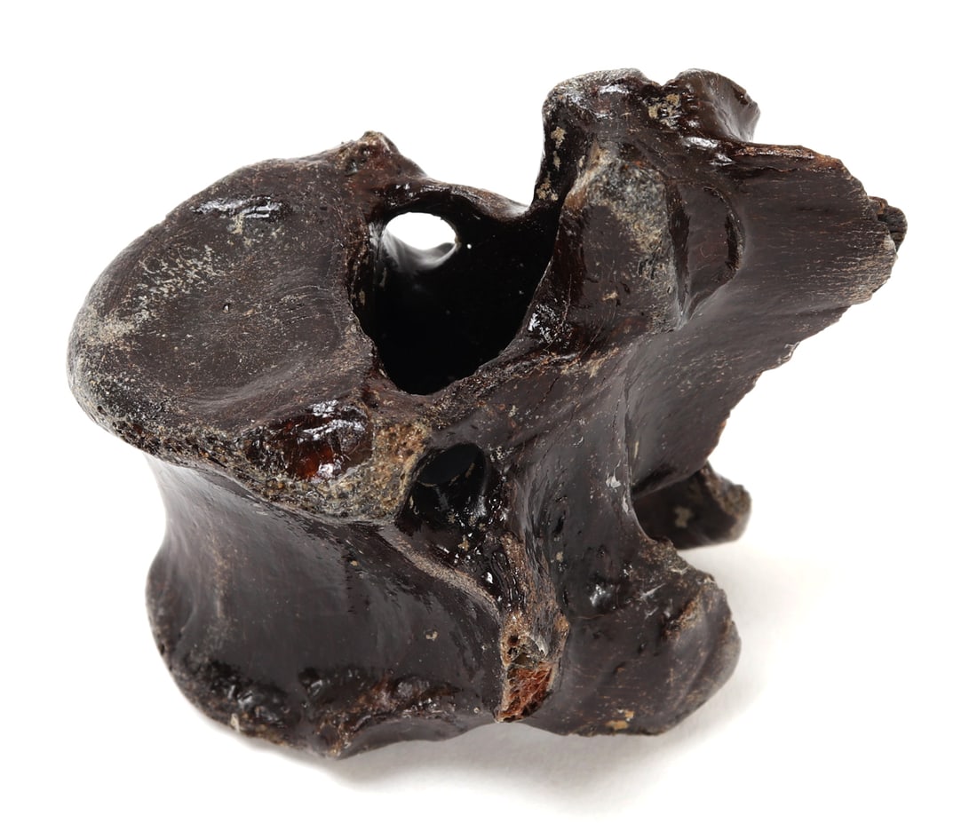 Wonderful Ancient Dinosaur Bone Section - 3