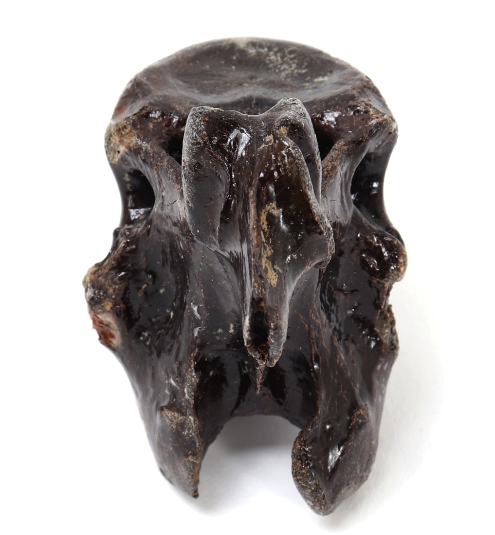 Wonderful Ancient Dinosaur Bone Section - 4