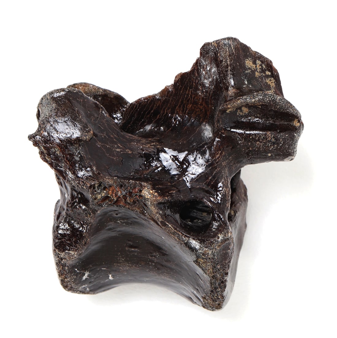 Wonderful Ancient Dinosaur Bone Section - 5