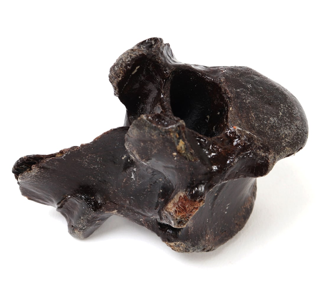 Wonderful Ancient Dinosaur Bone Section - 6